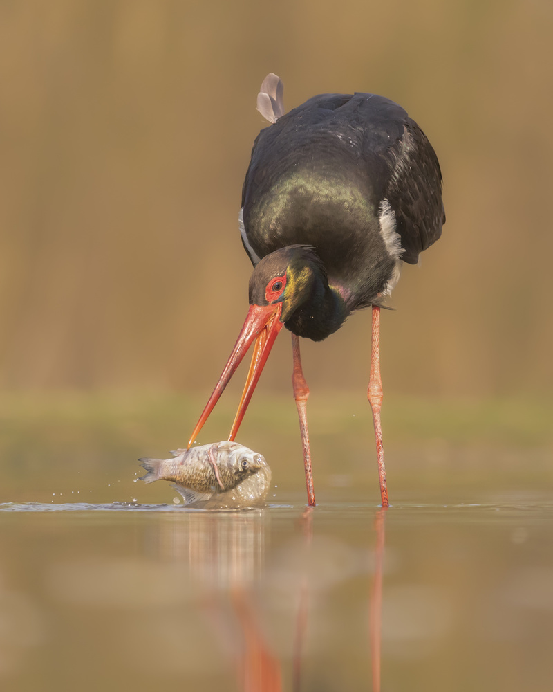 Black stork fishing von Yun Wang
