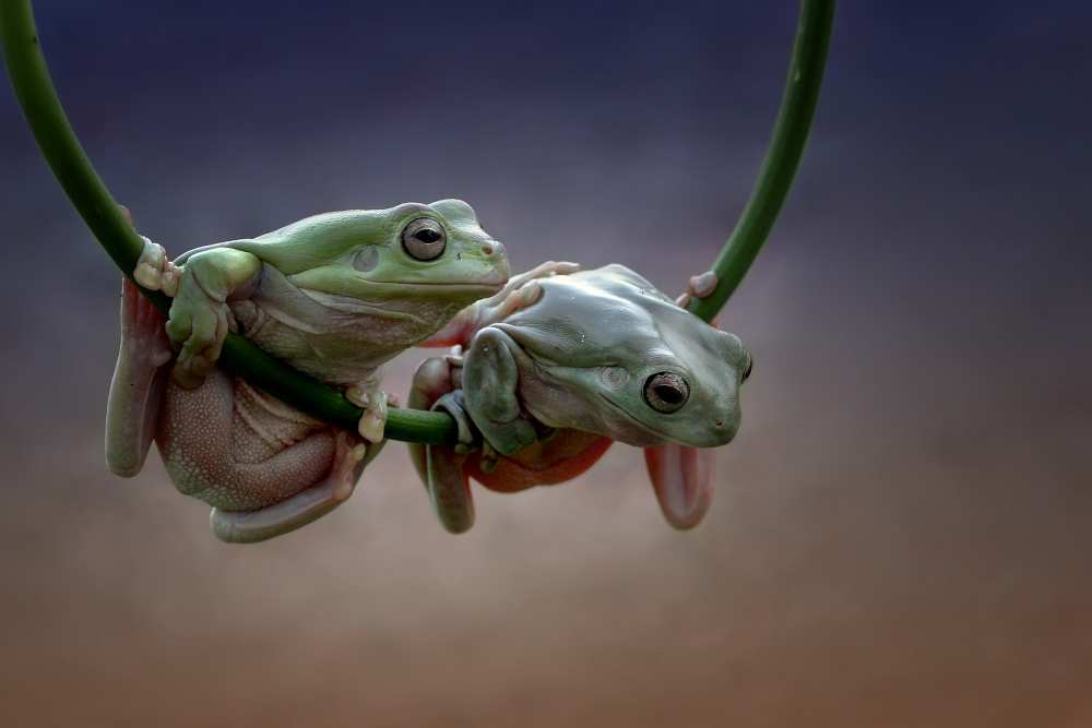 May I help you... von Yusri Harisandi