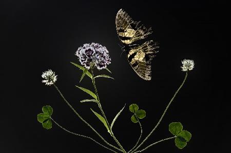 Butterfly and Flowers