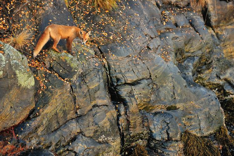 Fox on the Rocks von Yves Adams