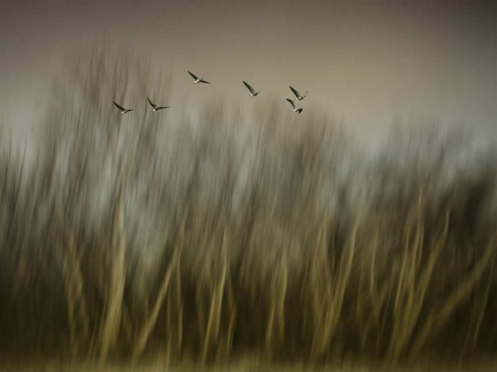 Early Spring Vision... von Yvette Depaepe