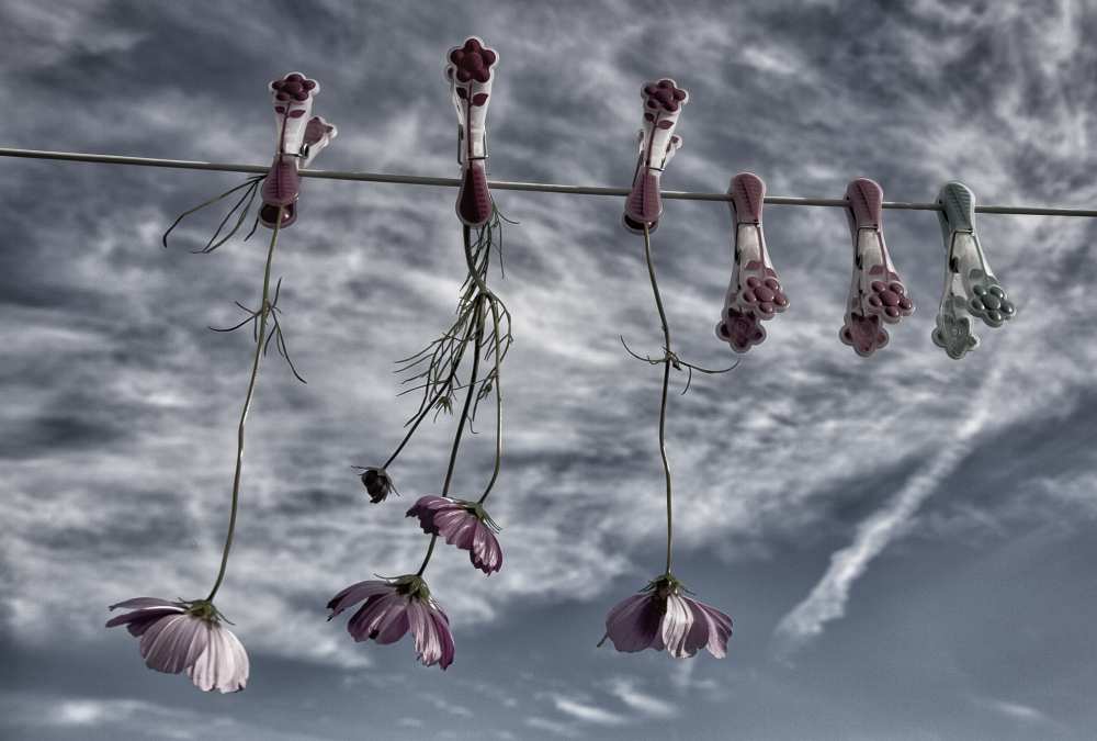 Flowers never get tired of a blue sky von Yvette Depaepe