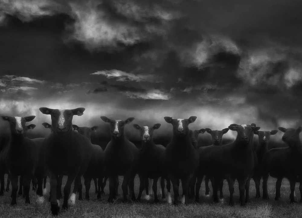 Looking for a shelter von Yvette Depaepe