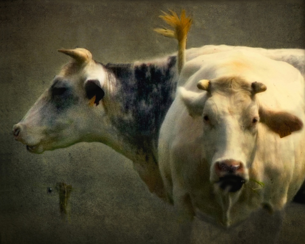 Fairy "tail" von Yvette Depaepe