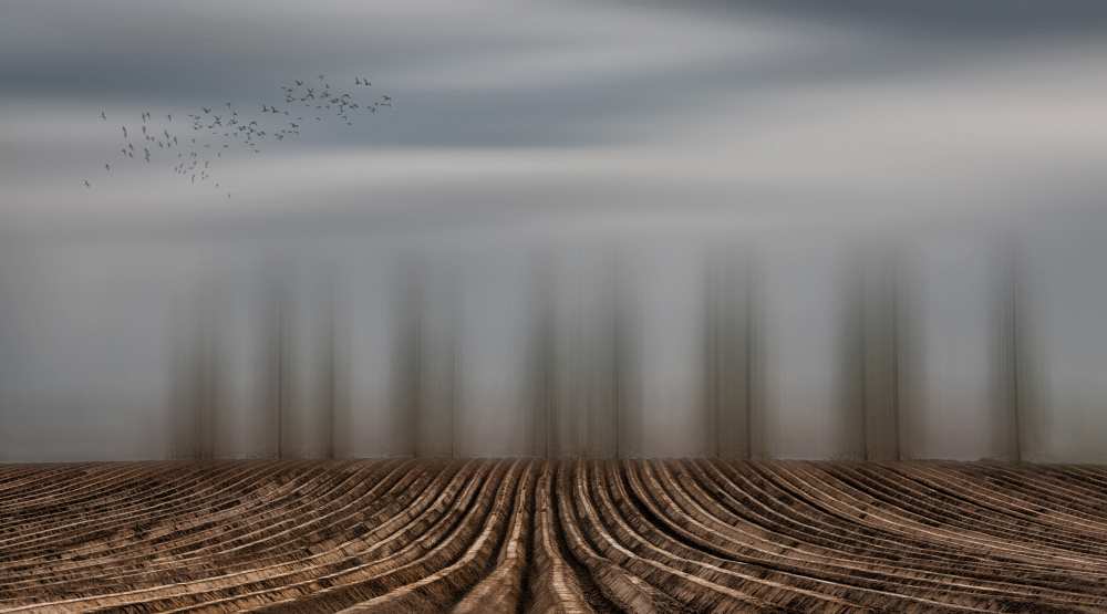 Time to seed ... von Yvette Depaepe