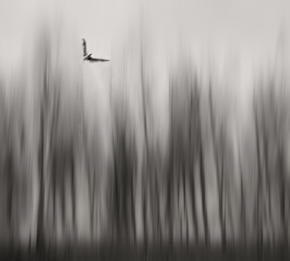 Winter flight... von Yvette Depaepe