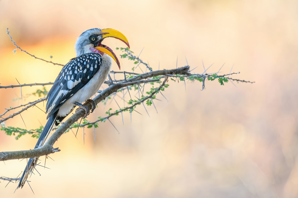 Southern Yellow-billed Hornbill von YY DB