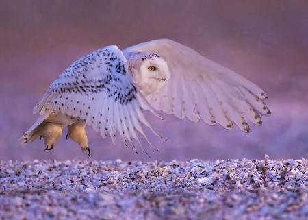 The Snow Owl in Flight