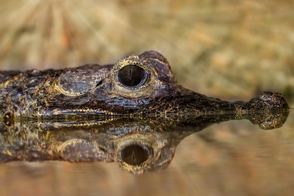 Silent hunt von Zexsen Xie