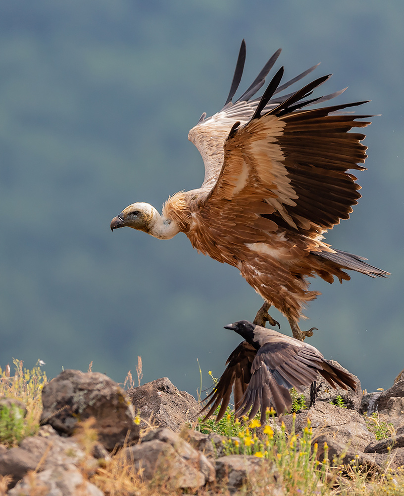 Racing von Zhecho Planinski