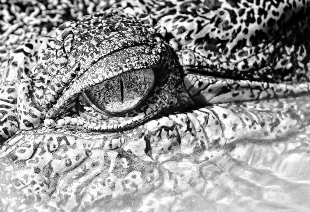 The eye von Zina Heg