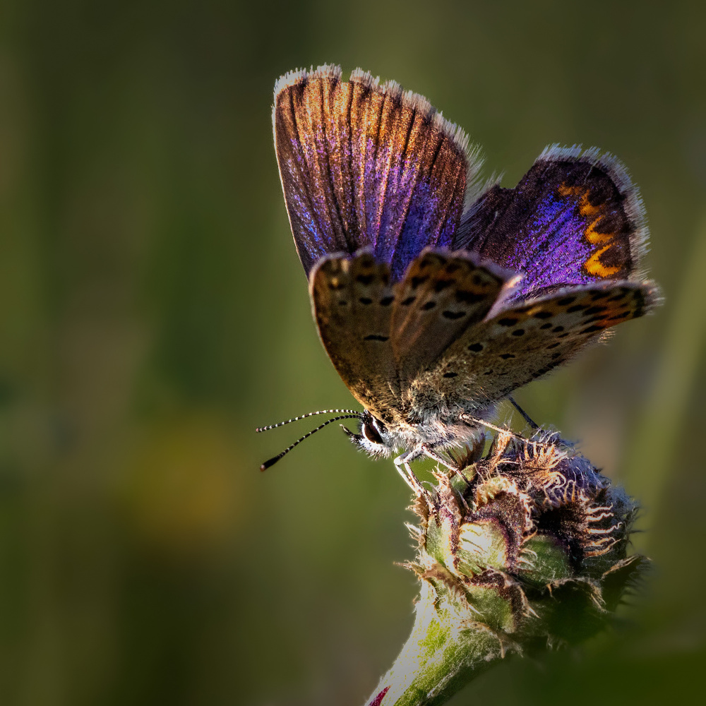 Glittering von Zina Heg