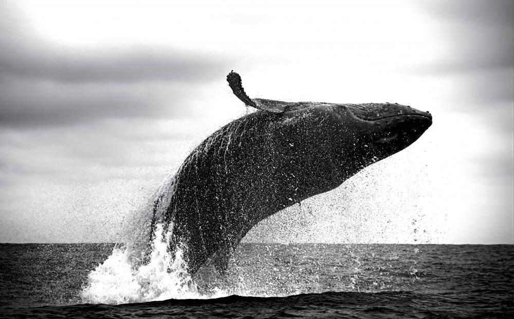 Powerful von Zina Heg