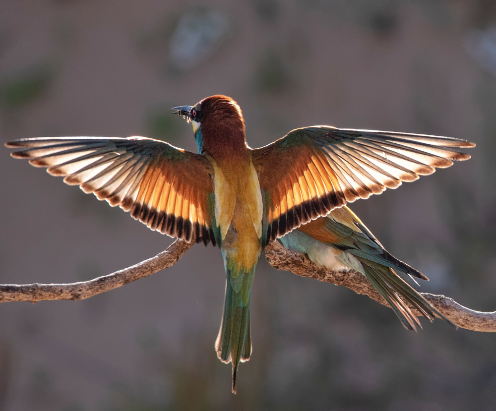 The bee-eater in the light von Zipi Raviv
