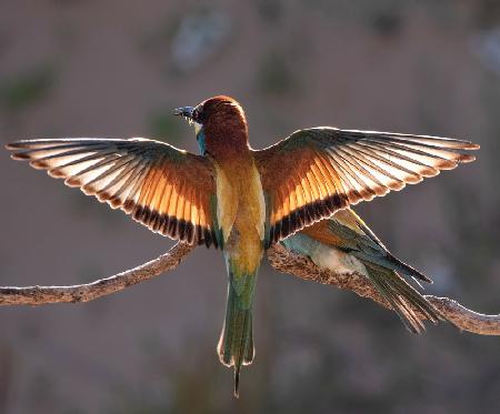 The bee-eater in the light