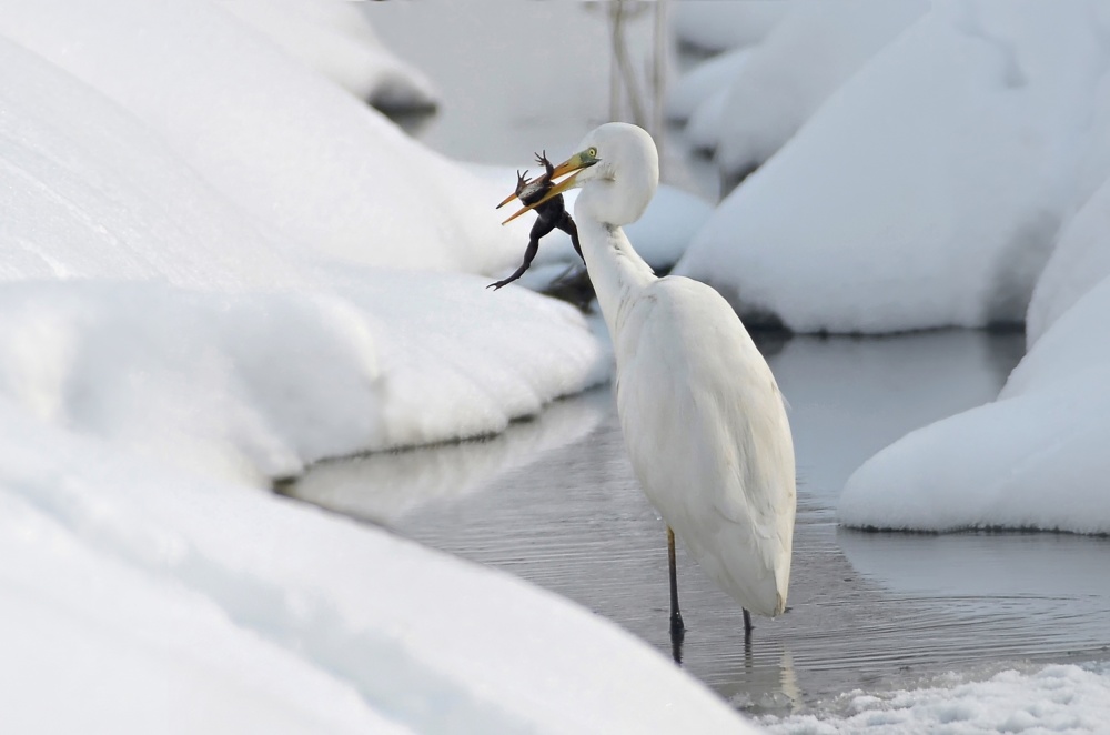 Black Frog von Zoran Milutinovic